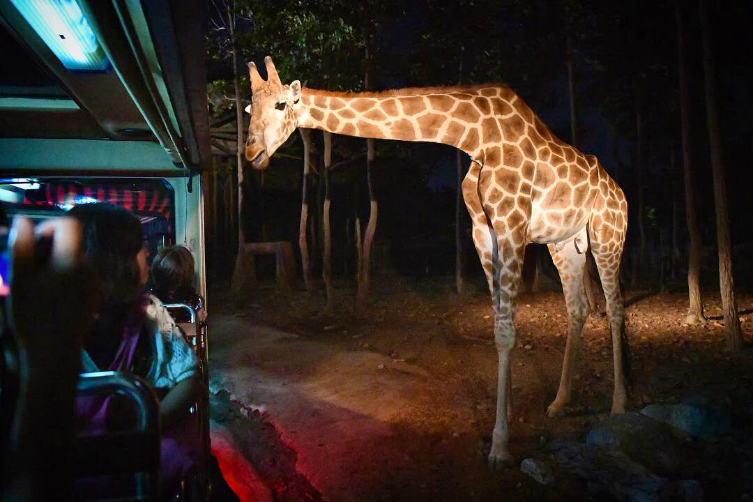 COMBO: Chiang Mai Night Safari + Elephant Jungle Sanctuary
